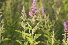 Steeplebush, Spiraea tomentosa