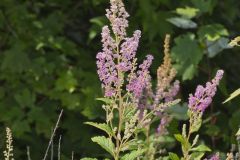 Steeplebush, Spiraea tomentosa