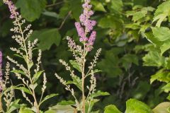 Steeplebush, Spiraea tomentosa