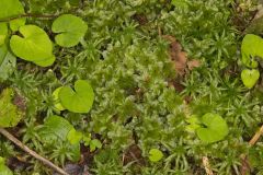 Stellar Calcareous Moss, Mnium stellare