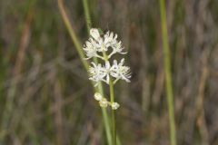 Sticky False Asphodel, Triantha glutinosa