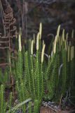 Stiff Clubmoss, Spinulum annotinum