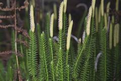 Lycopodiaceae, Clubmoss Family