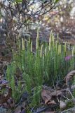 Stiff Clubmoss, Spinulum annotinum