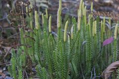 Stiff Clubmoss