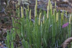 Stiff Clubmoss, Spinulum annotinum