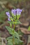 Stiff Gentian, Gentianella quinquefolia