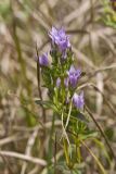 Stiff Gentian, Gentianella quinquefolia