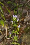 Stiff Gentian, Gentianella quinquefolia