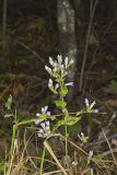 Stiff Gentian, Gentianella quinquefolia