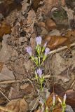 Stiff Gentian, Gentianella quinquefolia