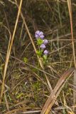 Stiff Gentian, Gentianella quinquefolia