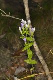 Stiff Gentian, Gentianella quinquefolia