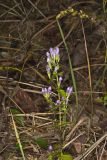 Stiff Gentian, Gentianella quinquefolia