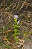 Stiff Gentian, Gentianella quinquefolia