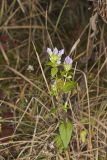 Stiff Gentian, Gentianella quinquefolia