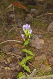 Stiff Gentian, Gentianella quinquefolia