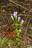 Stiff Gentian, Gentianella quinquefolia