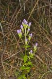 Stiff Gentian, Gentianella quinquefolia