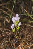 Stiff Gentian, Gentianella quinquefolia