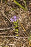 Stiff Gentian, Gentianella quinquefolia
