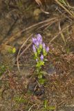 Stiff Gentian, Gentianella quinquefolia