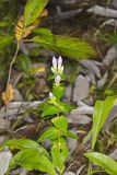 Stiff Gentian, Gentianella quinquefolia