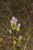 Stiff Gentian, Gentianella quinquefolia