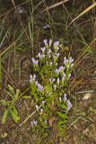 Stiff Gentian, Gentianella quinquefolia
