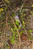 Stiff Gentian, Gentianella quinquefolia