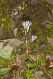 Stiff Gentian, Gentianella quinquefolia