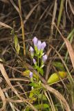 Stiff Gentian, Gentianella quinquefolia