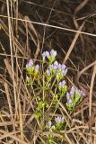 Stiff Gentian, Gentianella quinquefolia