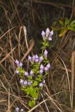 Stiff Gentian, Gentianella quinquefolia