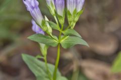 Stiff Gentian, Gentianella quinquefolia