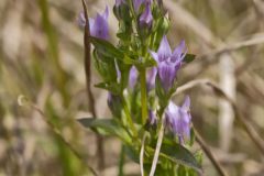 Stiff Gentian, Gentianella quinquefolia