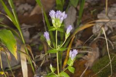 Stiff Gentian, Gentianella quinquefolia