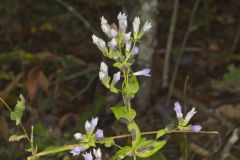 Stiff Gentian, Gentianella quinquefolia