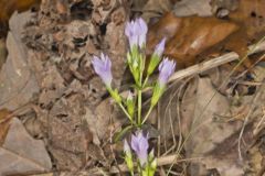 Stiff Gentian, Gentianella quinquefolia