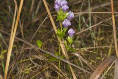 Stiff Gentian, Gentianella quinquefolia