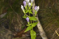 Stiff Gentian, Gentianella quinquefolia