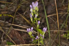 Stiff Gentian, Gentianella quinquefolia