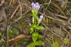 Stiff Gentian, Gentianella quinquefolia