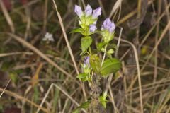 Stiff Gentian, Gentianella quinquefolia
