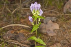 Stiff Gentian, Gentianella quinquefolia