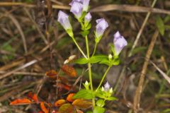 Stiff Gentian, Gentianella quinquefolia