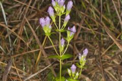 Stiff Gentian, Gentianella quinquefolia