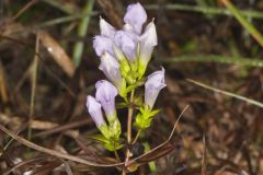 Stiff Gentian, Gentianella quinquefolia