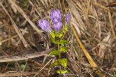 Stiff Gentian, Gentianella quinquefolia
