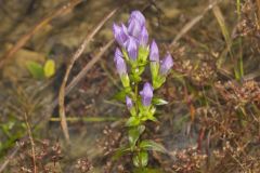 Stiff Gentian, Gentianella quinquefolia